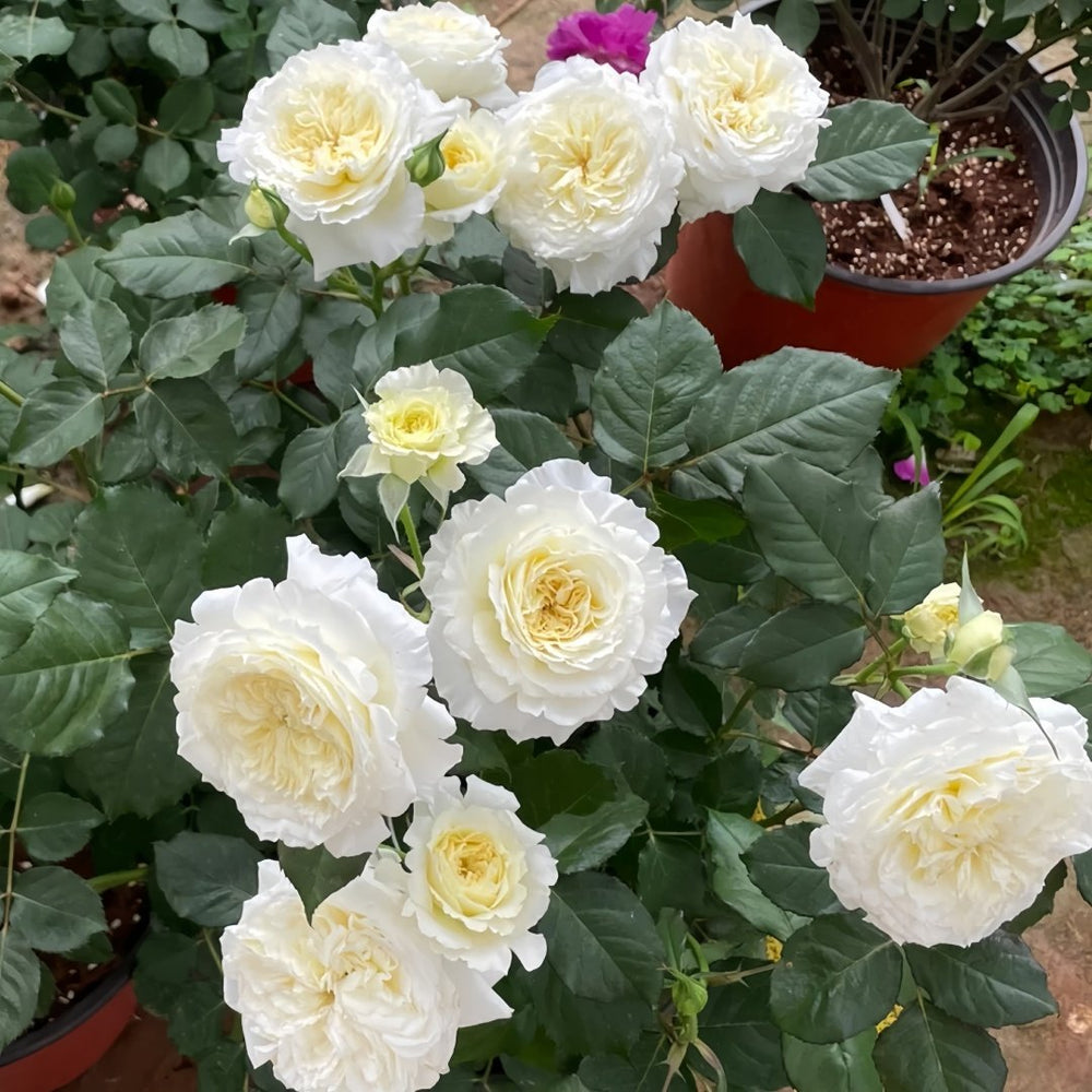 Patience Rose Plant｜耐心 image 8