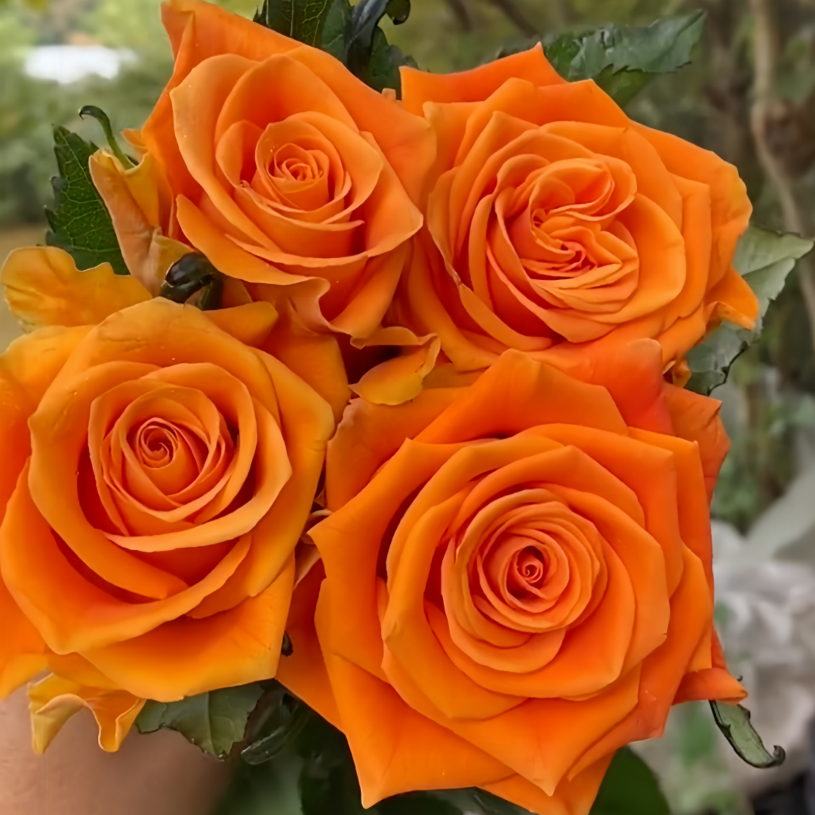 Diya's Fire Rose Plant|热情似火 image 0