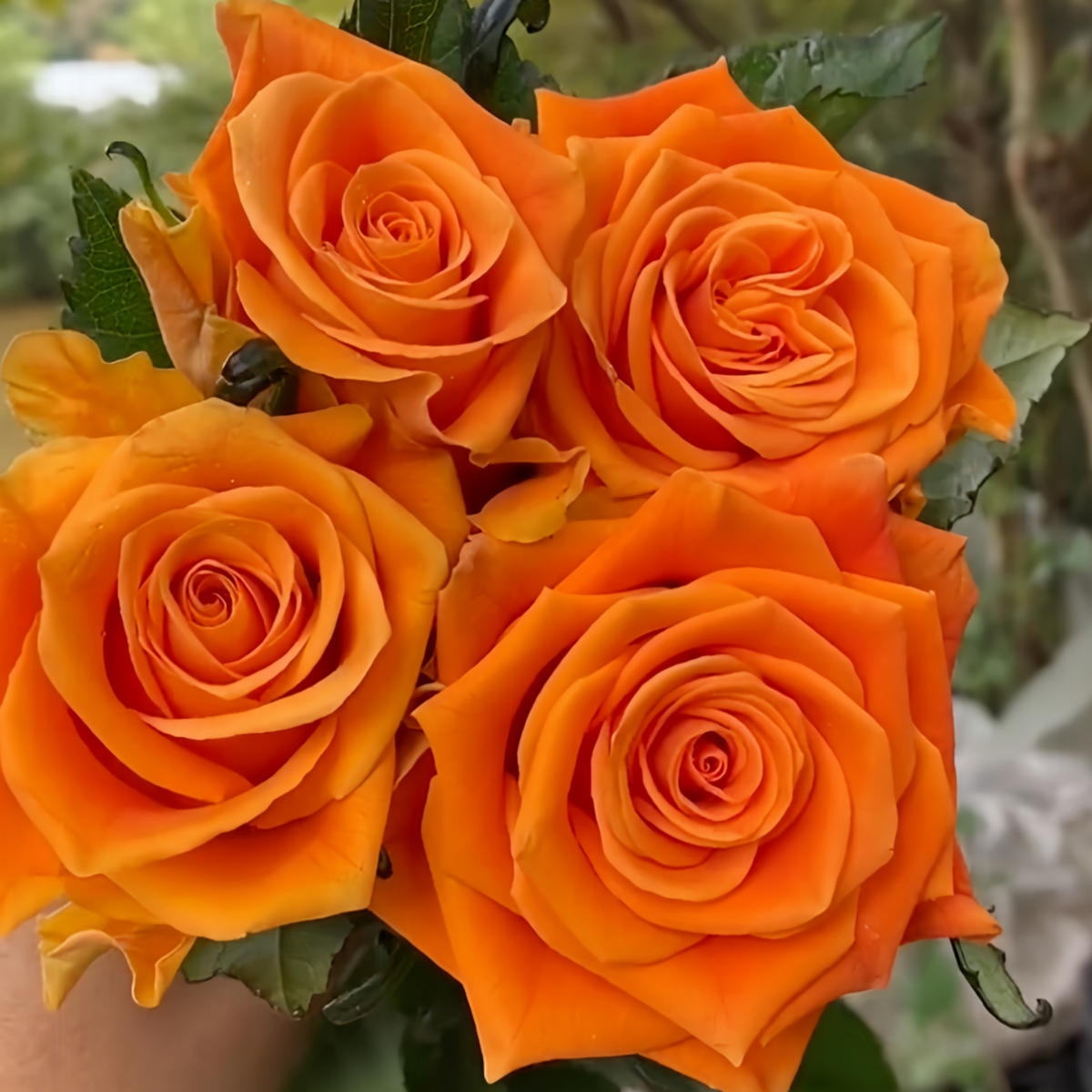 Diya's Fire Rose Plant|热情似火 image 0