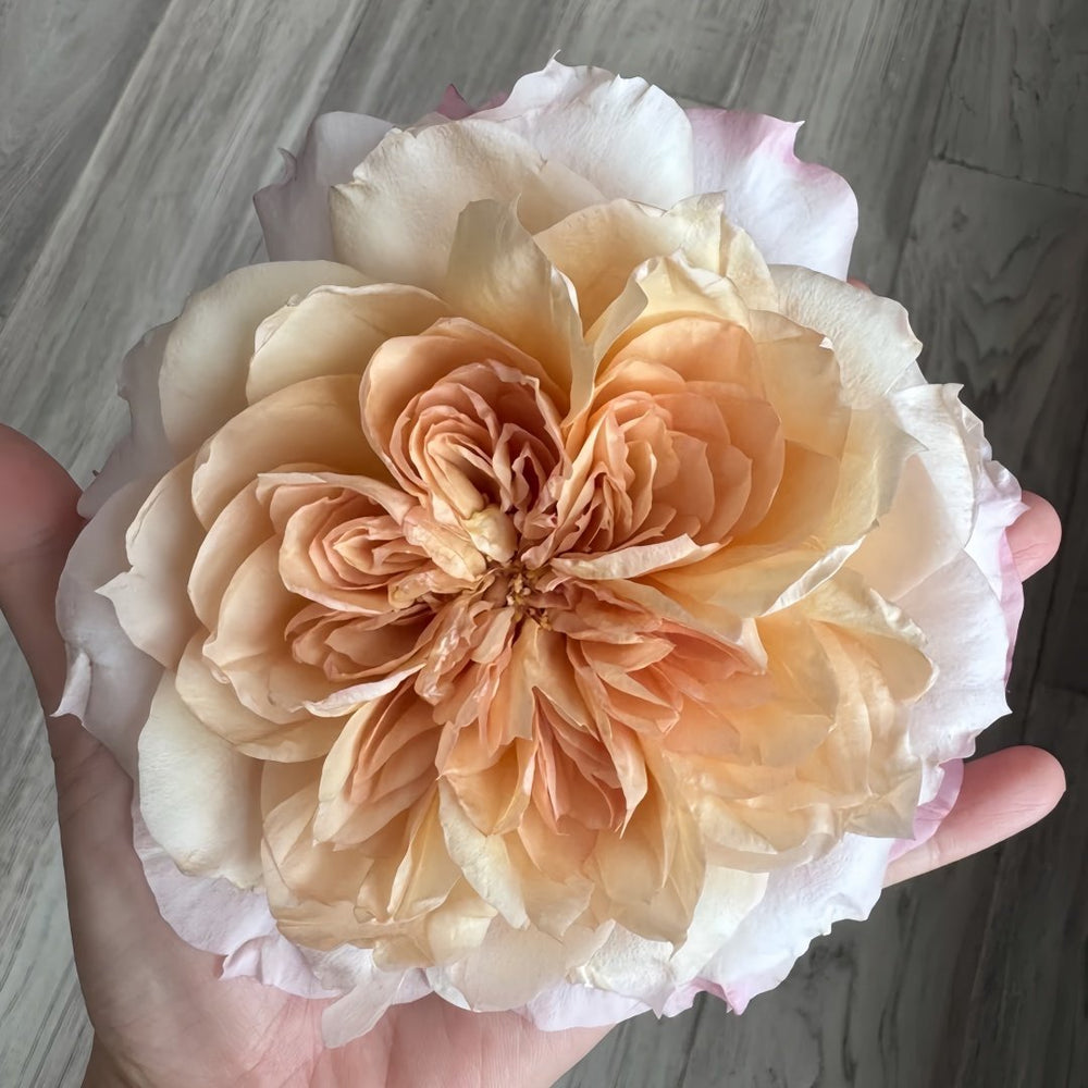 Miyabi Brown Rose Plant｜棕雅 image 4