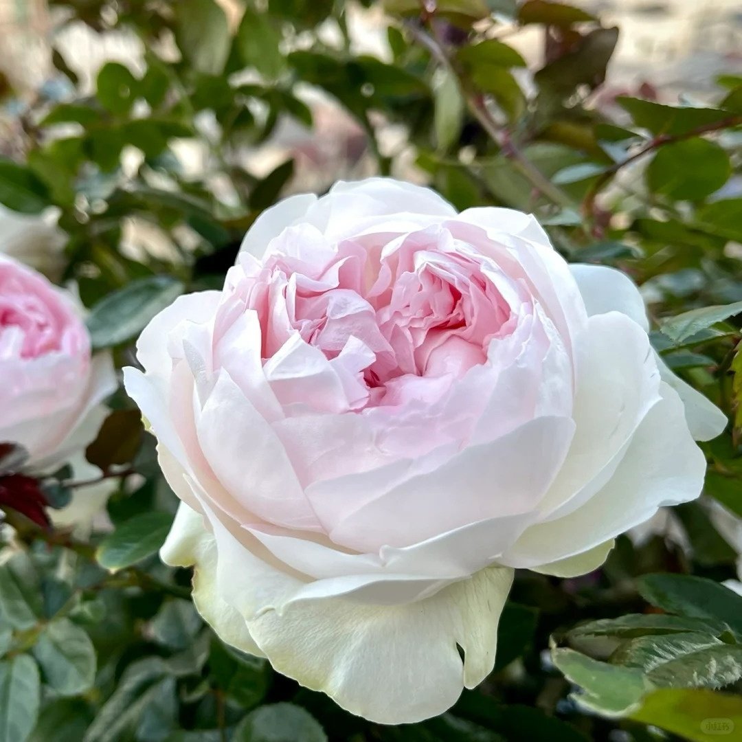 Roxann Rose Plant｜罗克珊 image 3