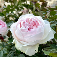 Roxann Rose Plant｜罗克珊 image 3