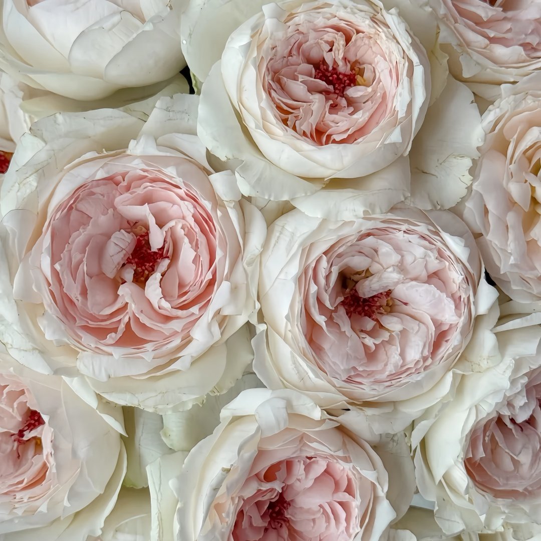 Light Makeup Rose Plant|薄化妆 image 4