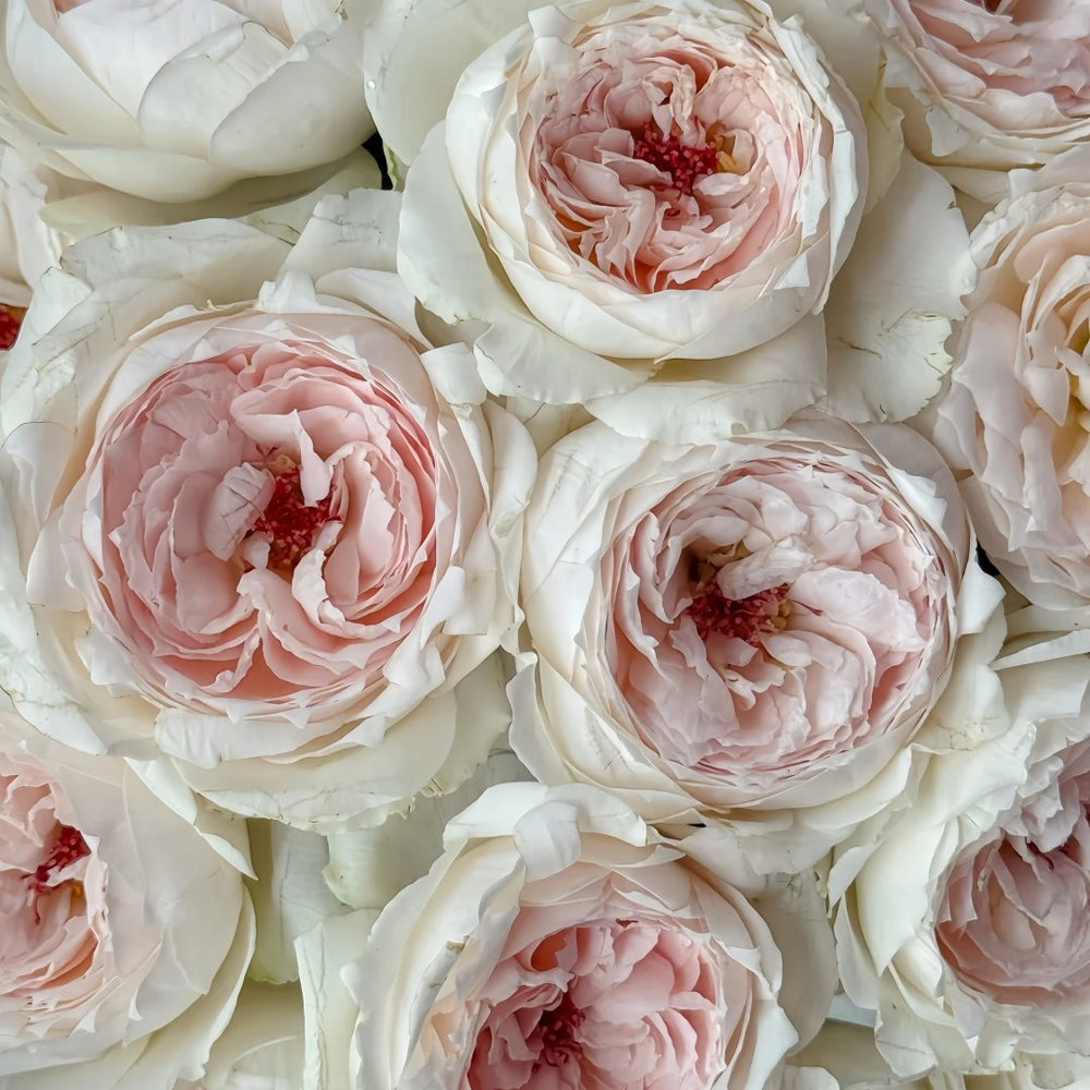 Light Makeup Rose Plant|薄化妆 image 4