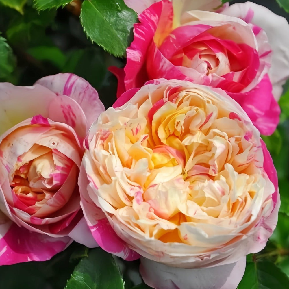 Edouard Manet Rose Plant|马奈 image 5