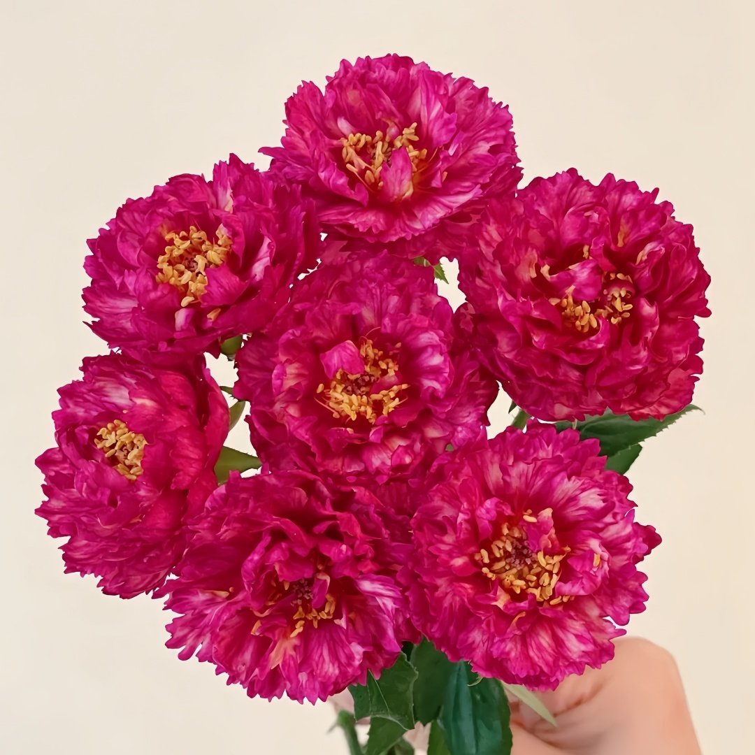 Ligare Rose Plant｜真彩230 image 0