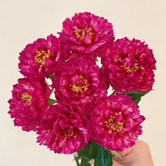 Ligare Rose Plant｜真彩230 image 0