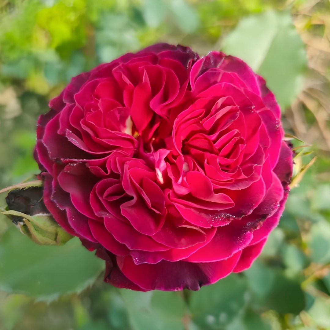 Hiraku Rose Plant｜蓝莓戒指 image 9
