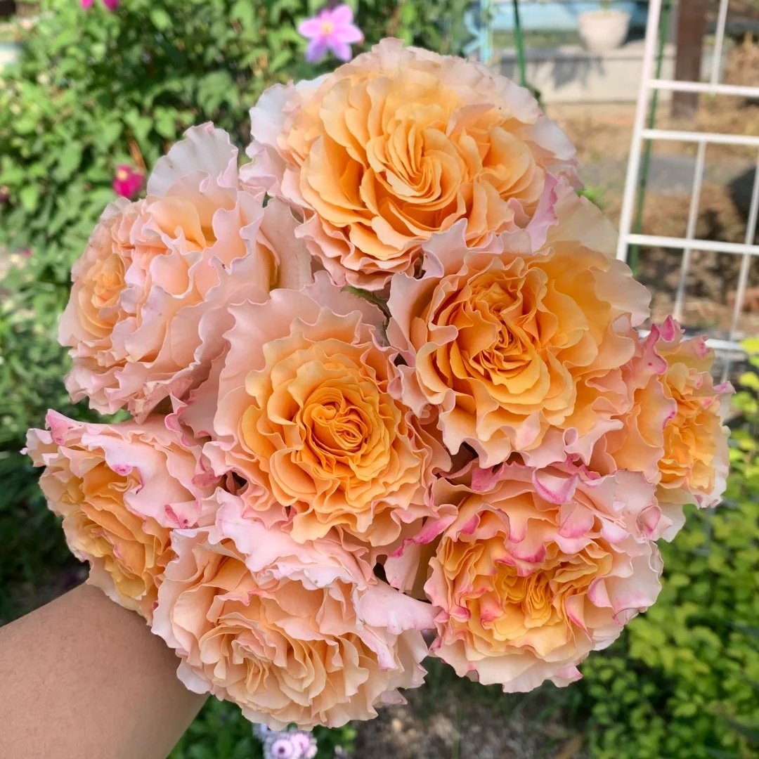 La Campanella Rose Plant｜橙色舞裙 image 3