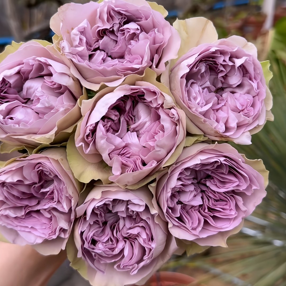 Villa Lila Rose Plant|莉拉别墅 image 2