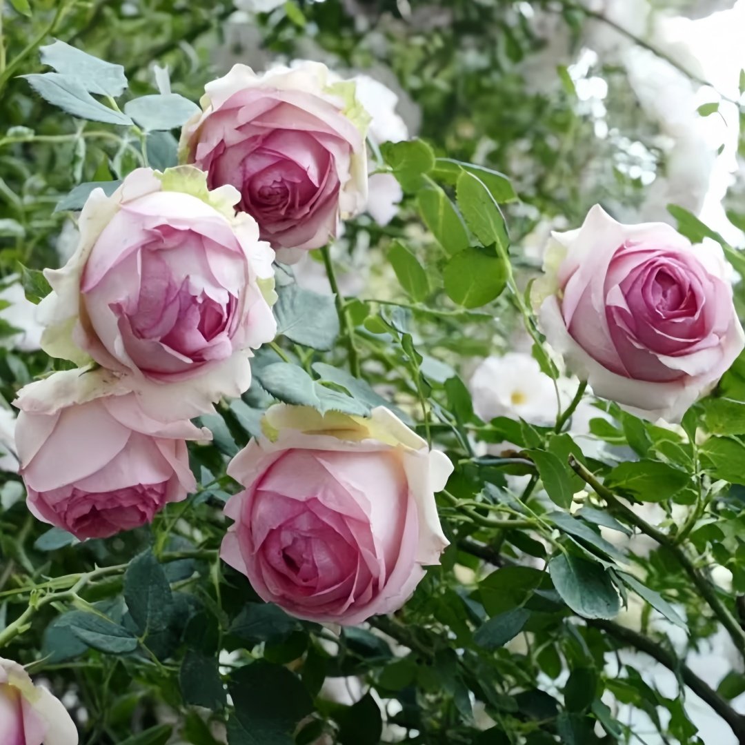 First Lady Rose Plant|第一夫人 image 5