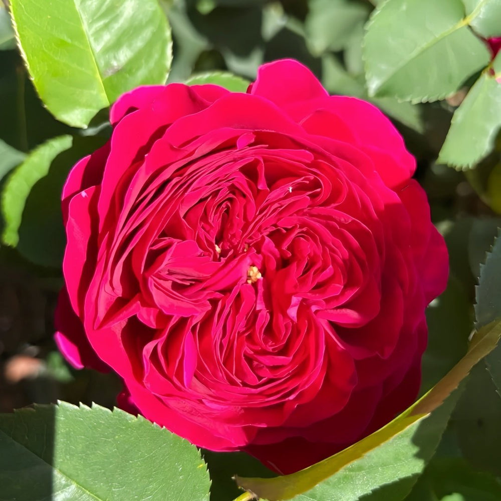 Darcey Rose Plant | 达西 image 5