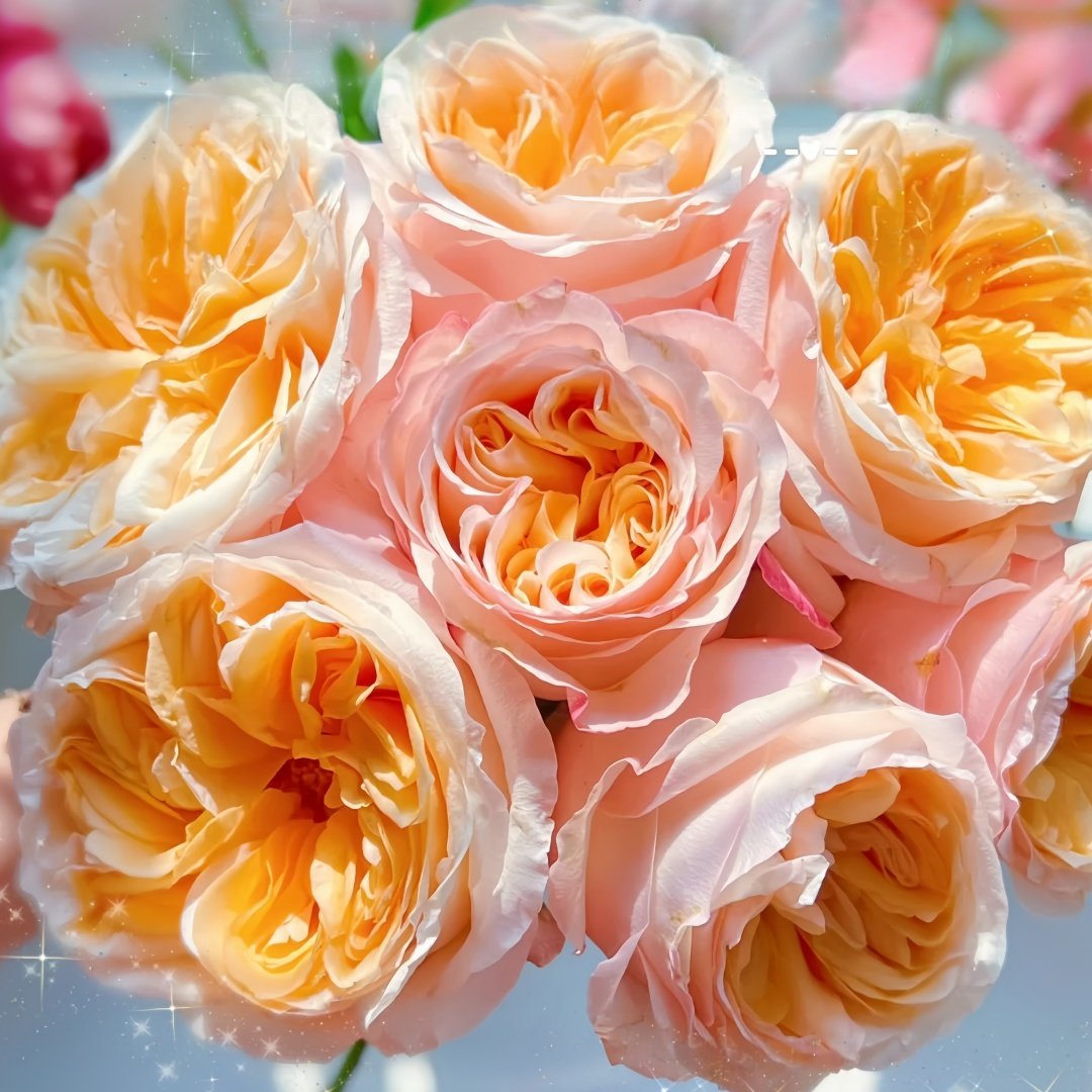 Victorian Peach Rose Plant|维多利亚蜜桃 image 7