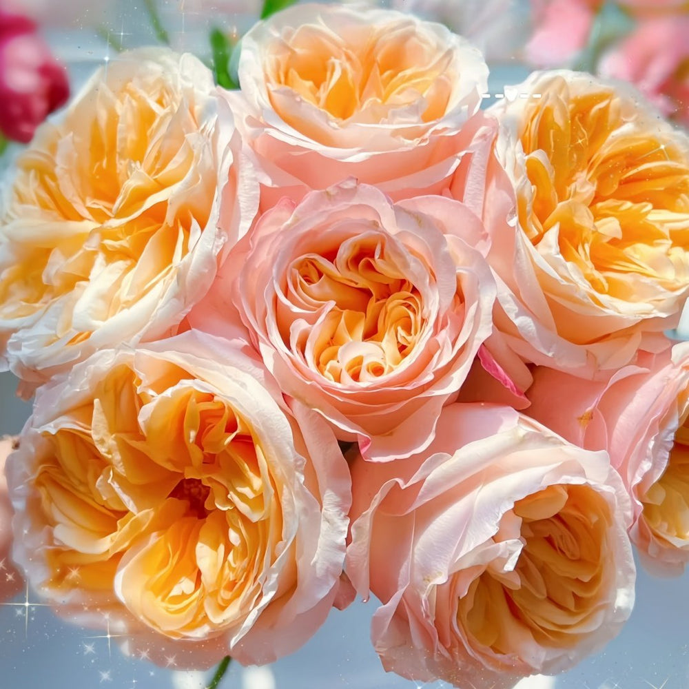 Victorian Peach Rose Plant|维多利亚蜜桃 image 7