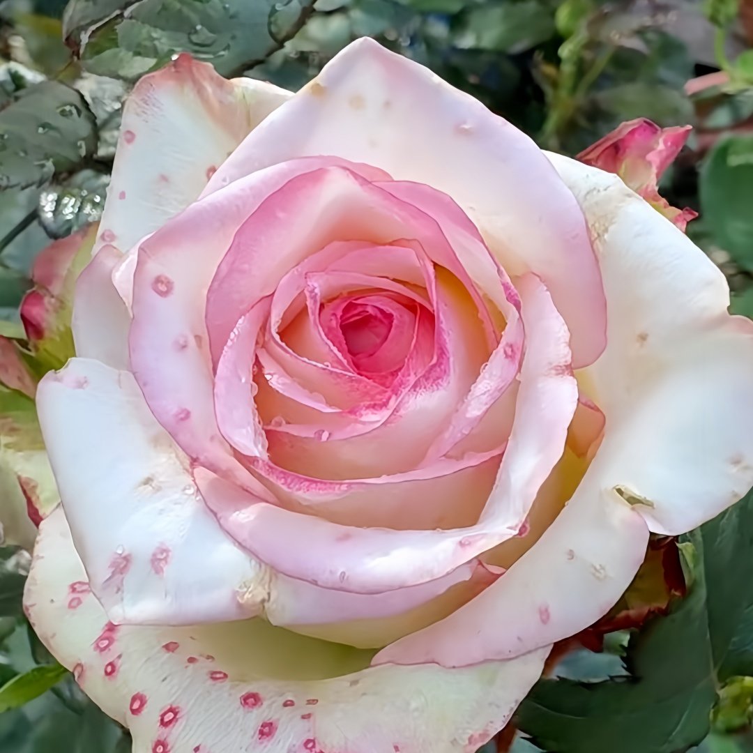 Tormenta Rose Plant｜托尔门塔 image 1