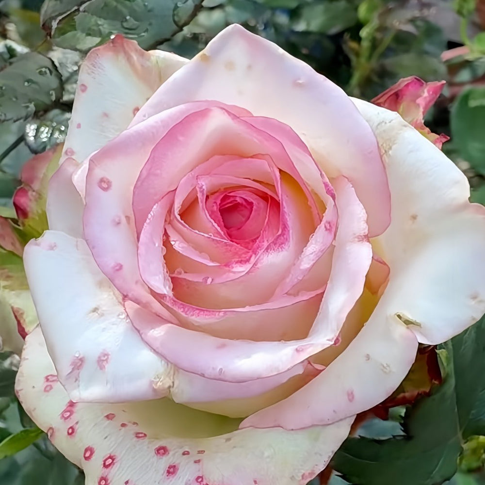 Tormenta Rose Plant｜托尔门塔 image 1