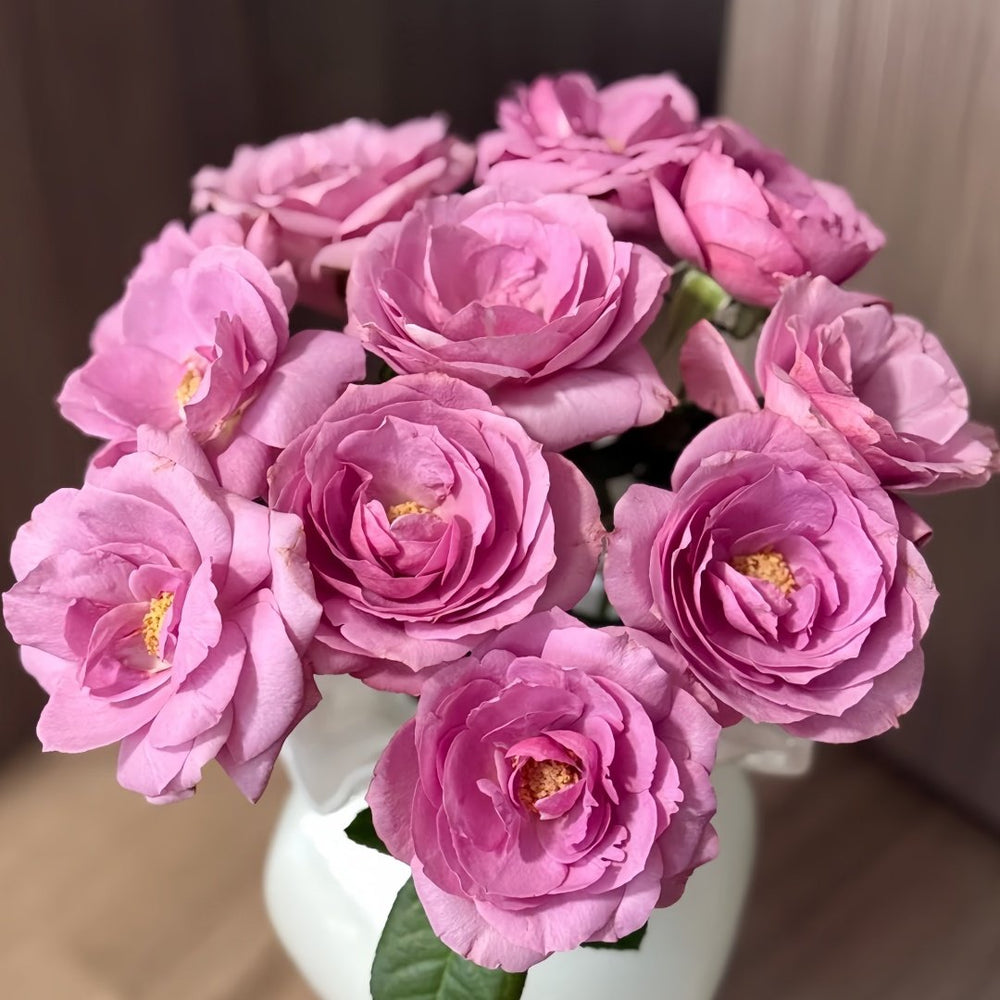Syrinx Rose Plant|西林克斯 image 1