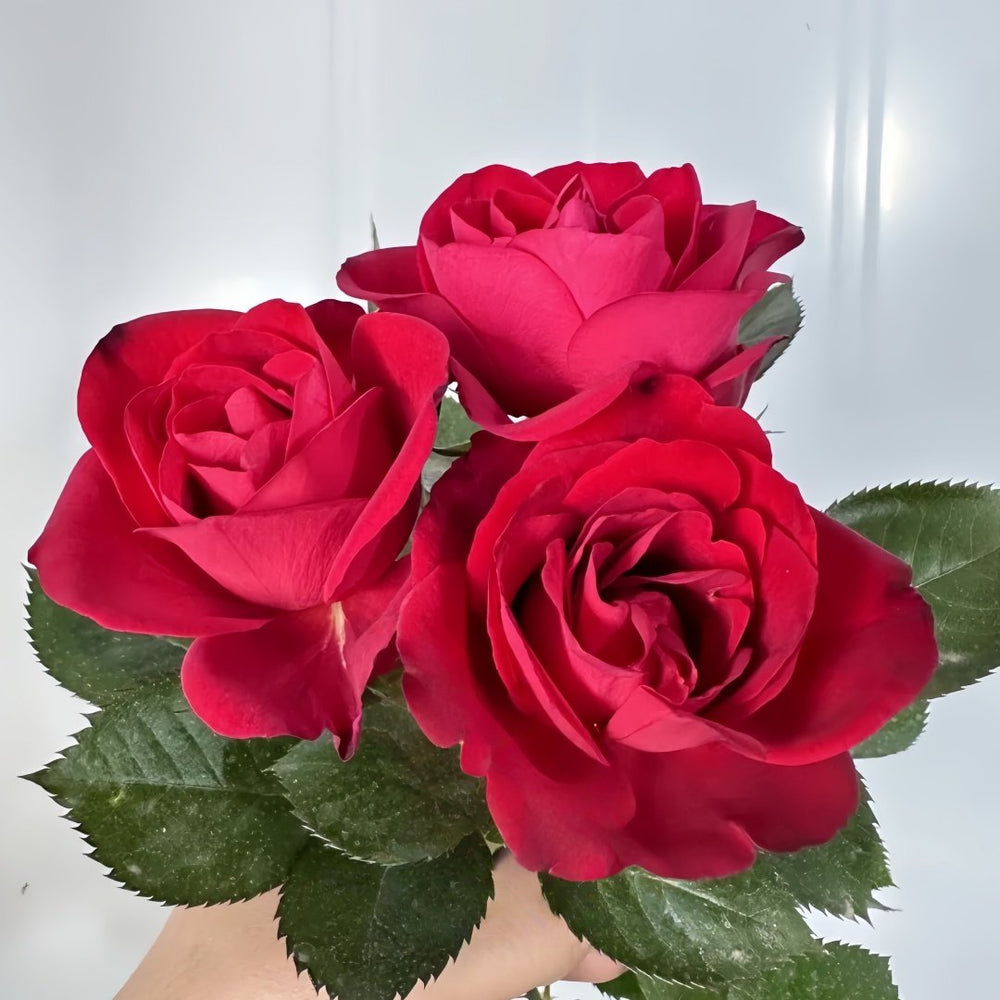 Summer Sangria Rose Plant｜魔法红鞋 image 9
