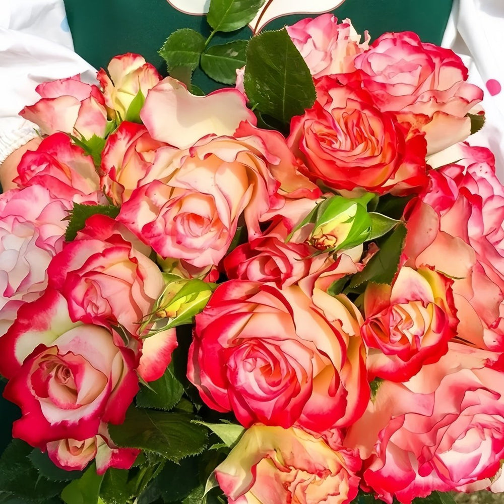 Monroe/Colour Shell Rose Plant｜梦露/彩色贝壳 image 9