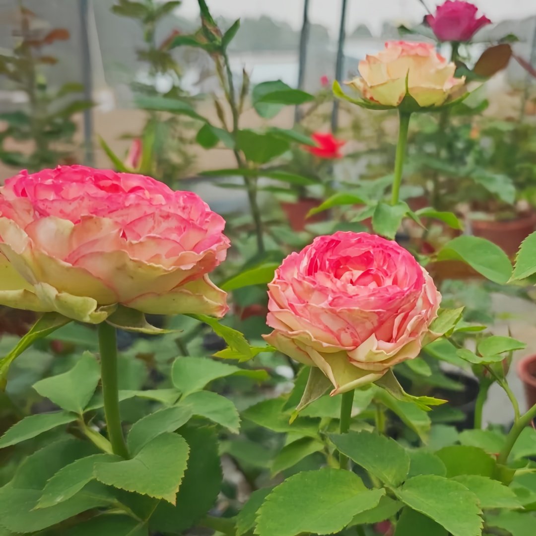 Norway forest Rose Plant｜挪威森林 image 8