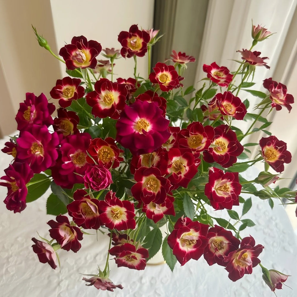Little Artist Rose Plant|小画家 image 7