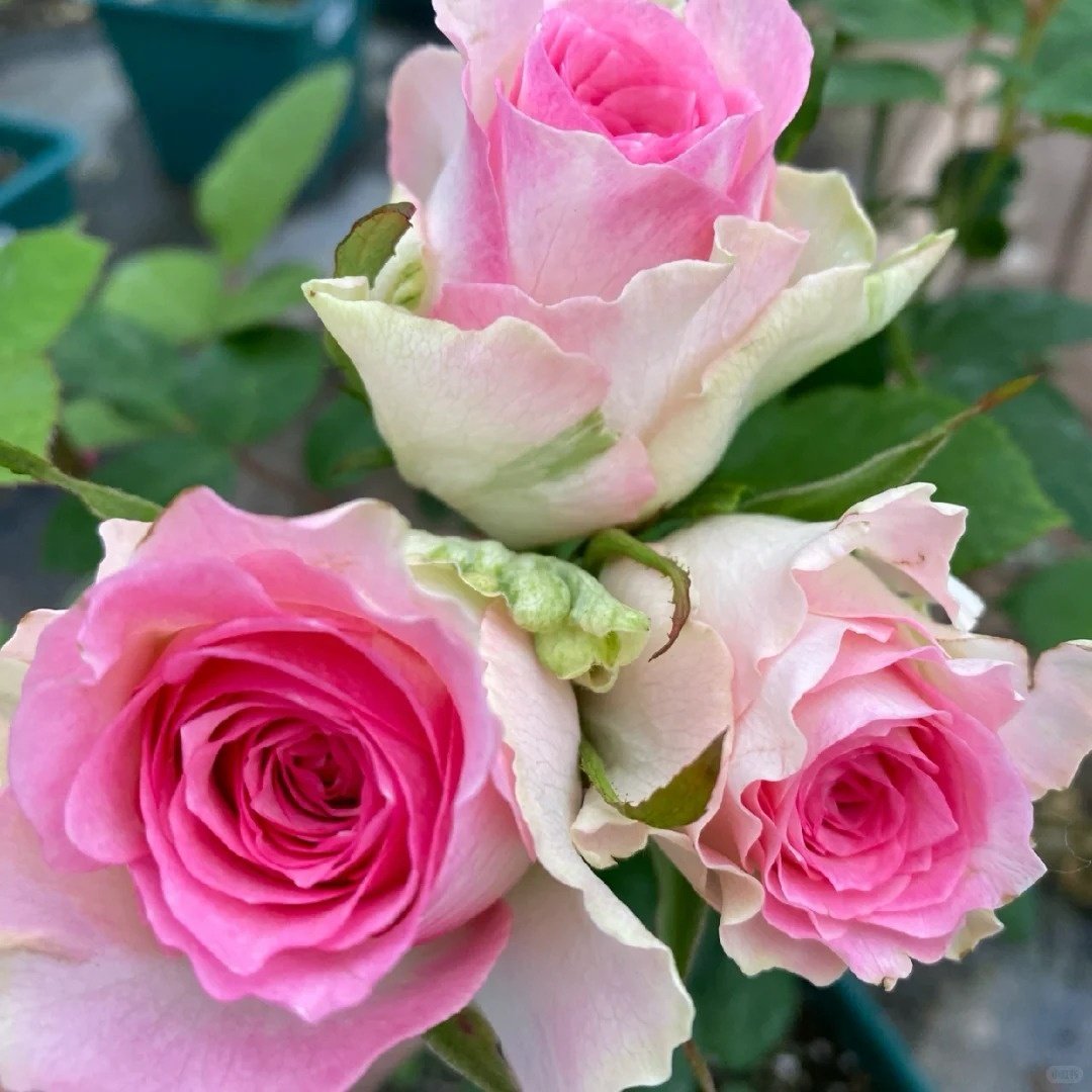 Malibu Rose Plant | 马里布 image 6