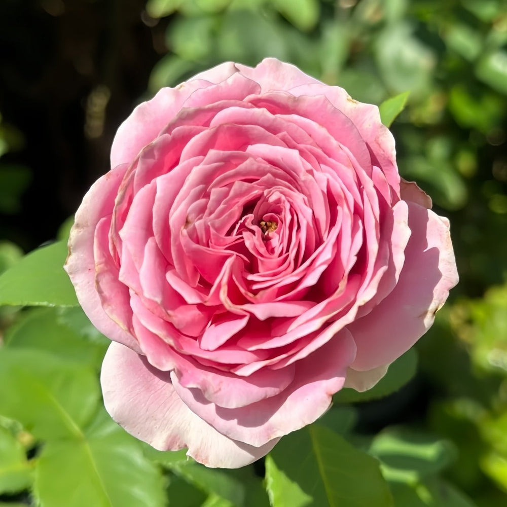 Peonikiss Rose Plant｜牡丹之吻 image 1