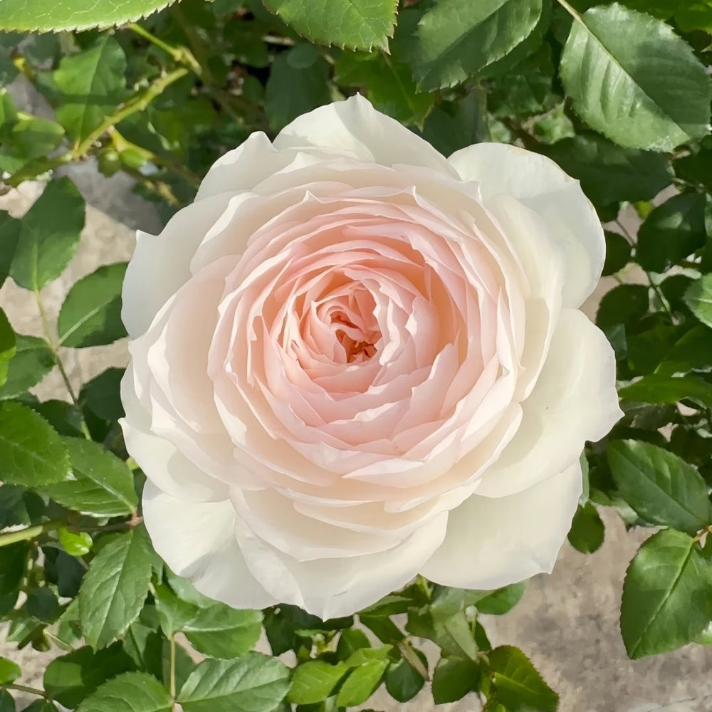 Shizuku Rose Plant|心之水滴 image 1