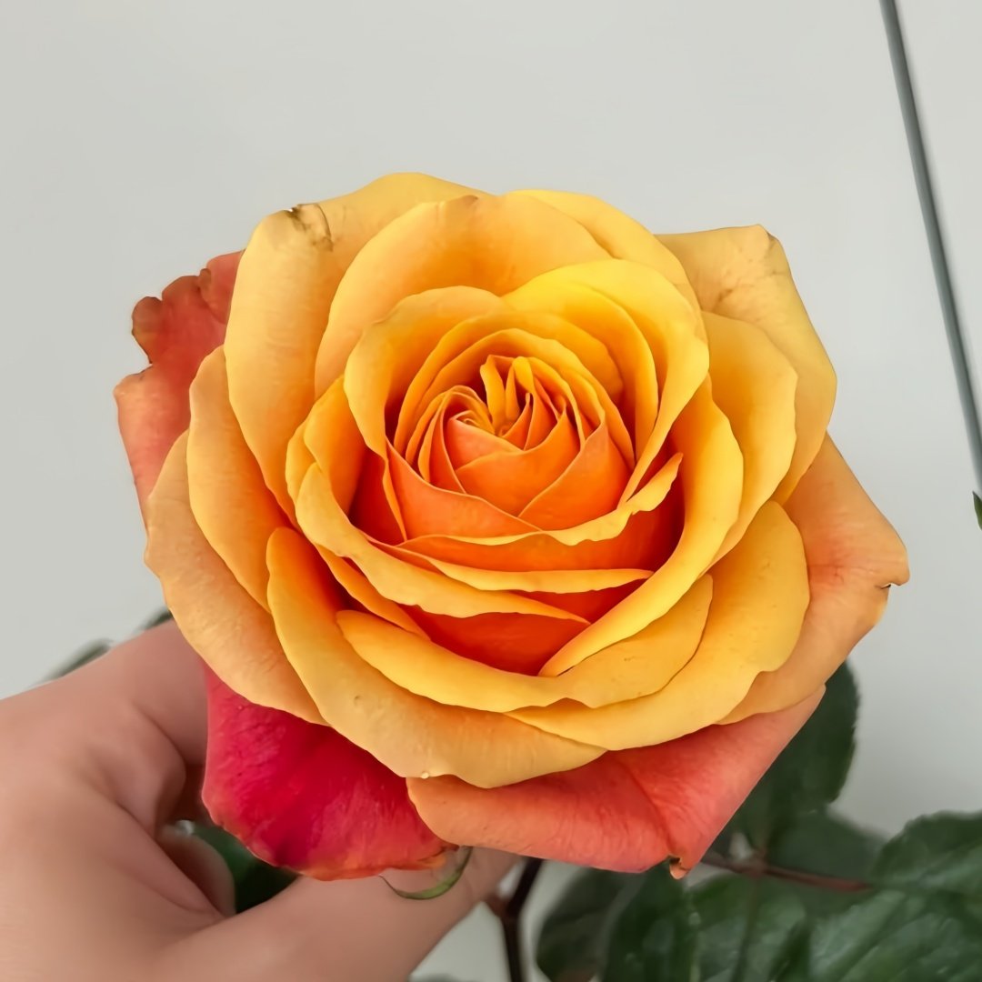 Cherry Brandy Rose Plant｜樱桃白兰地 image 9