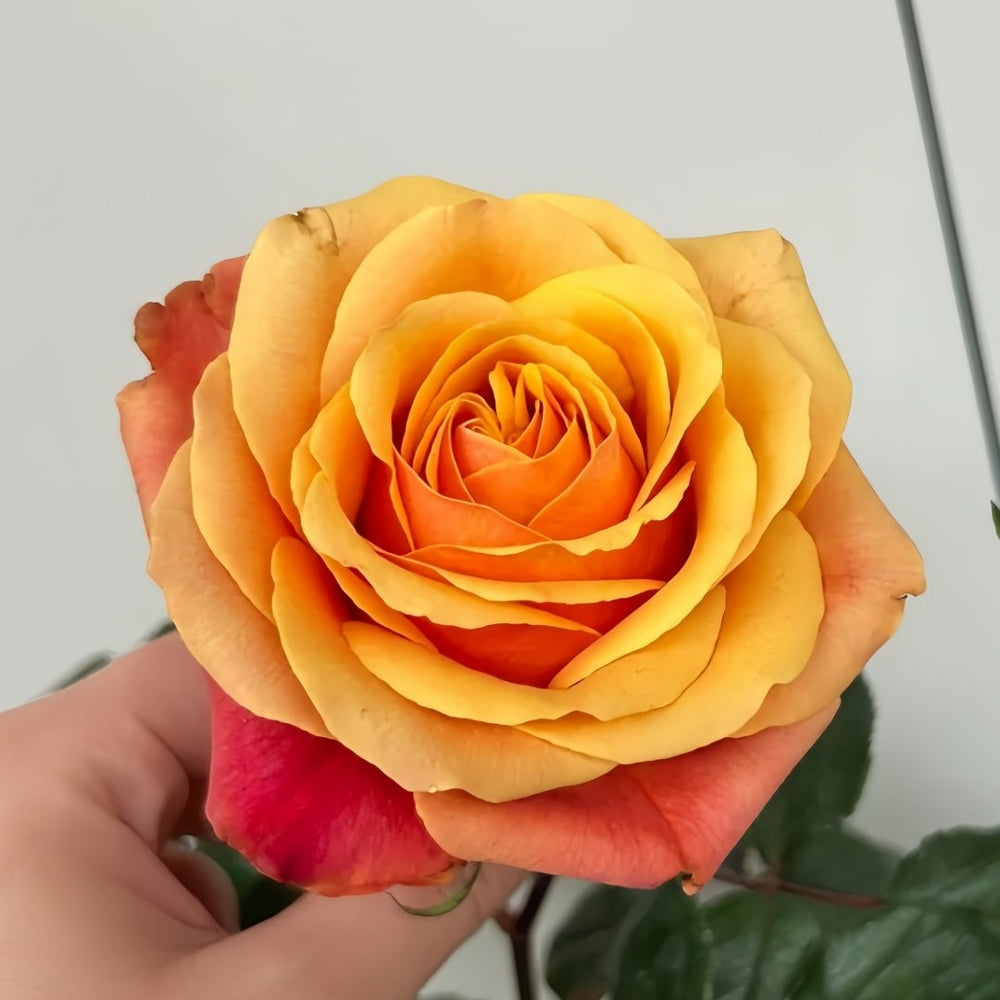Cherry Brandy Rose Plant｜樱桃白兰地 image 9