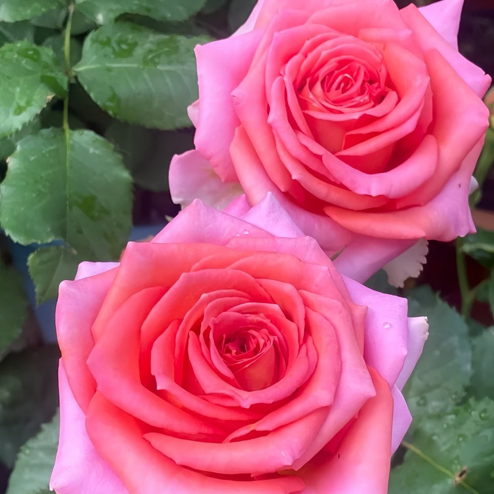 Grande Dame Rose Plant|贵妇人 image 5