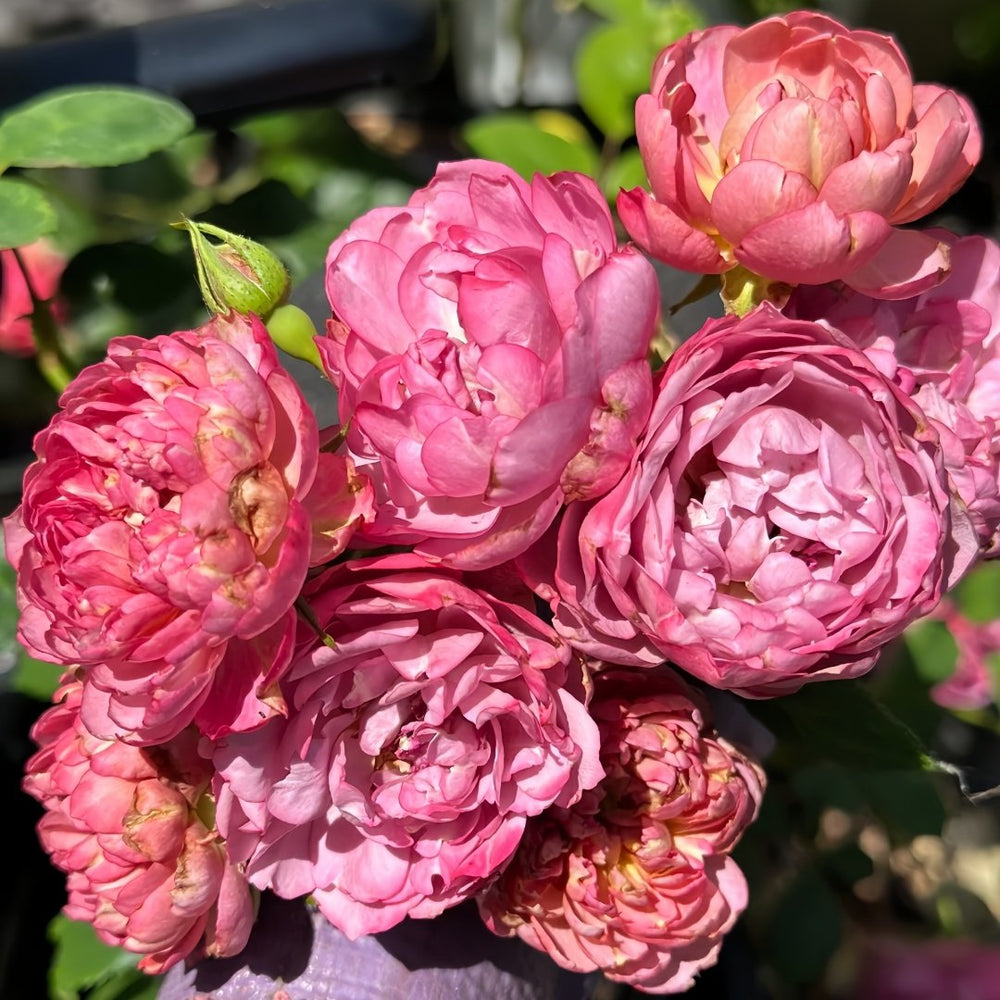 Nagi Rose Plant｜凪 image 6