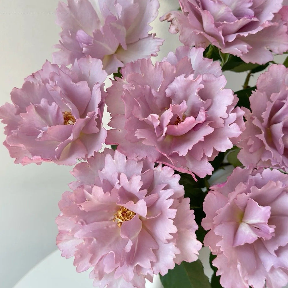 Couture Rose Tilia Rose Plant | 玫瑰时装 image 4