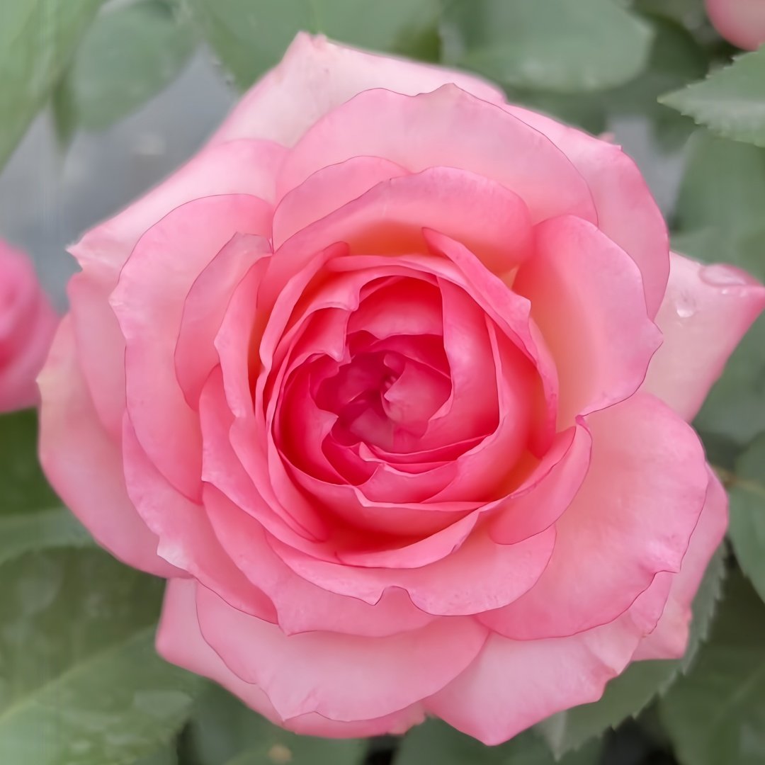 Mayra's Rose Fantasy Rose Plant｜梦幻梅拉 image 1
