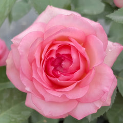 Mayra's Rose Fantasy Rose Plant｜梦幻梅拉 image 1