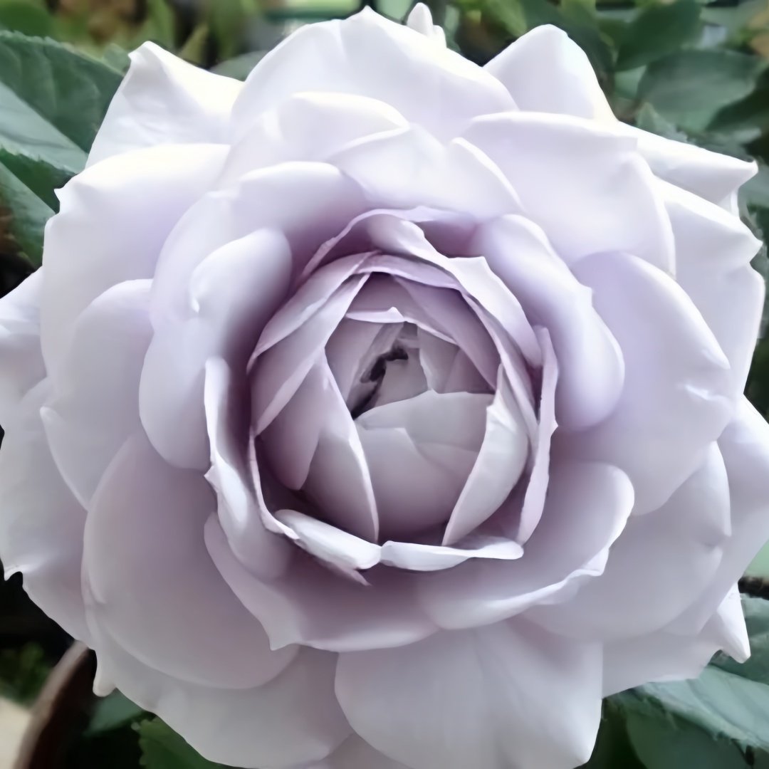 Noble Shine Rose Plant|贵族礼光 image 3