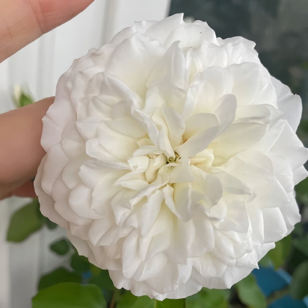 White Meidiland Rose Plant｜白米农 image 6
