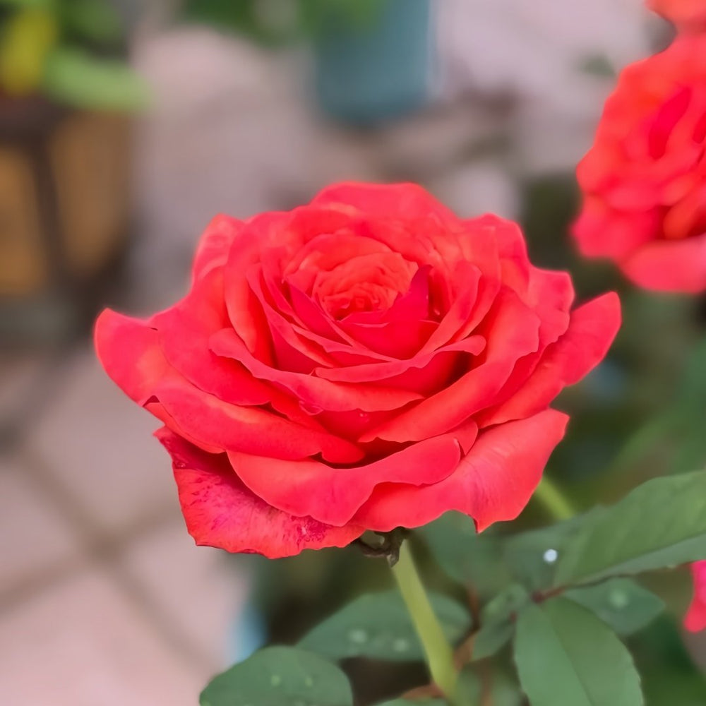 Hard Rock Rose Plant｜摇滚乐 image 6