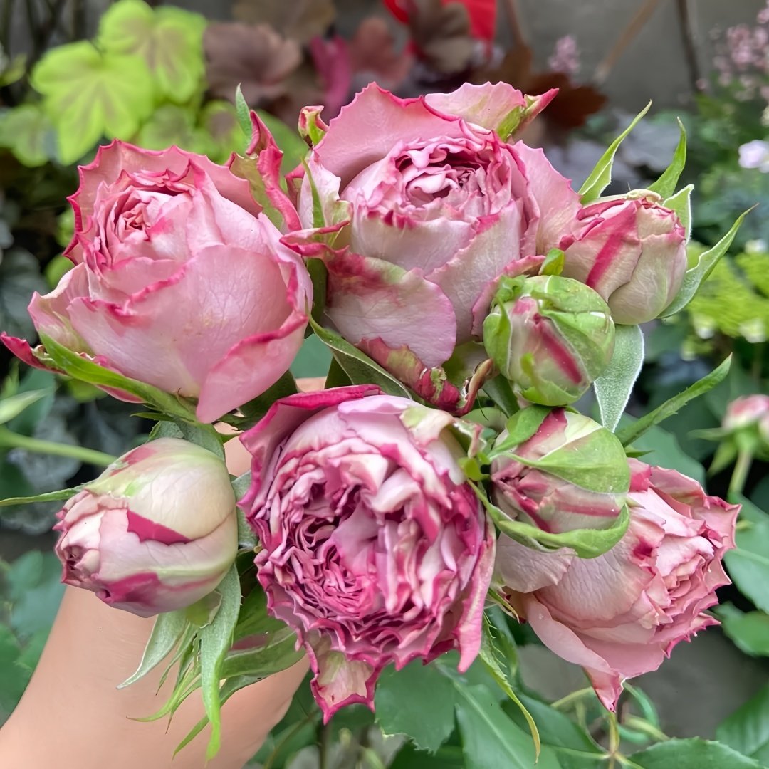 Thé nature Rose Plant|英伦节拍 image 5