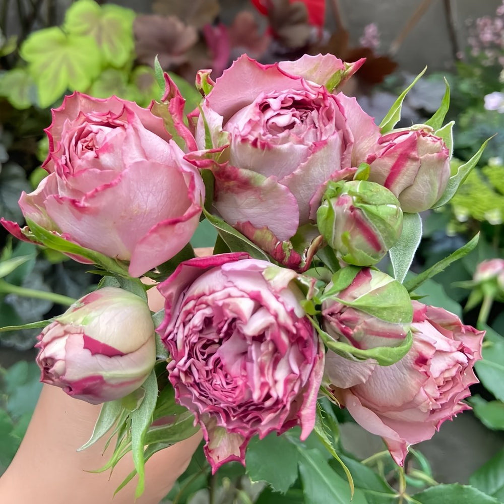 Thé nature Rose Plant|英伦节拍 image 5