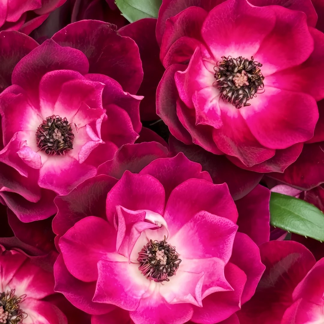 Burgundy lceberg Rose Plant|葡萄冰山 image 4