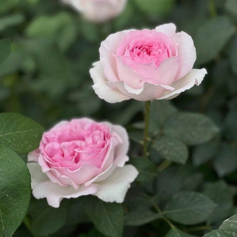 Yves No4 Aroma Rose Plant|伊芙四号芳香 image 4