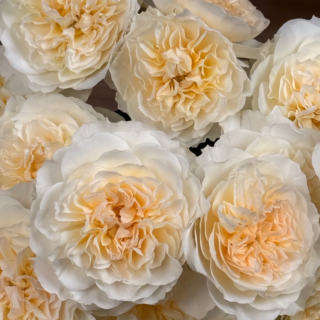 Eugenie Rose Plant｜尤金妮 image 8