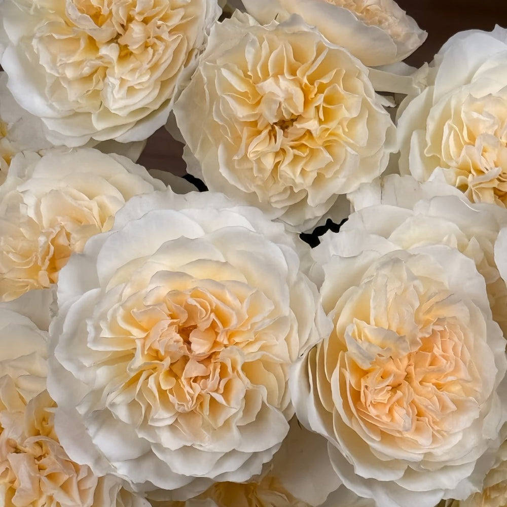 Eugenie Rose Plant｜尤金妮 image 8