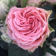 Country Spirit Girl Rose Plant|乡村女孩 image 1