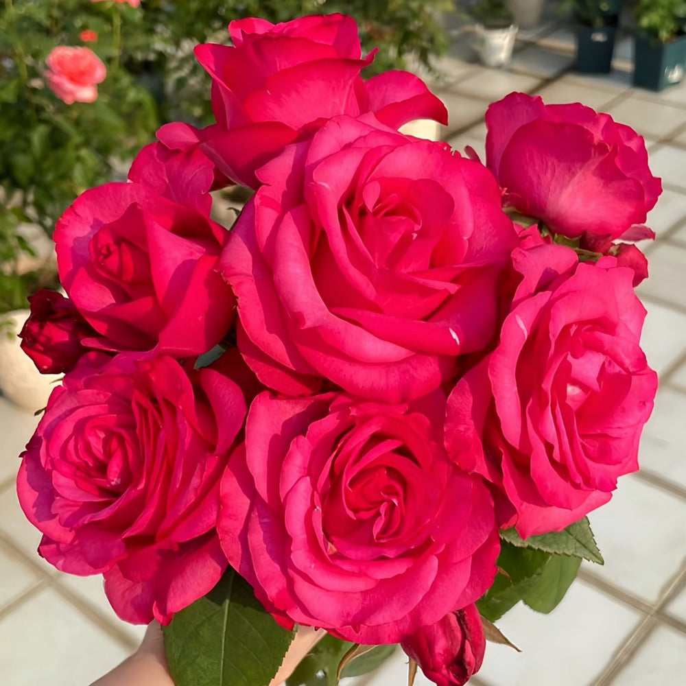 Lola Rose Plant|劳拉 image 9