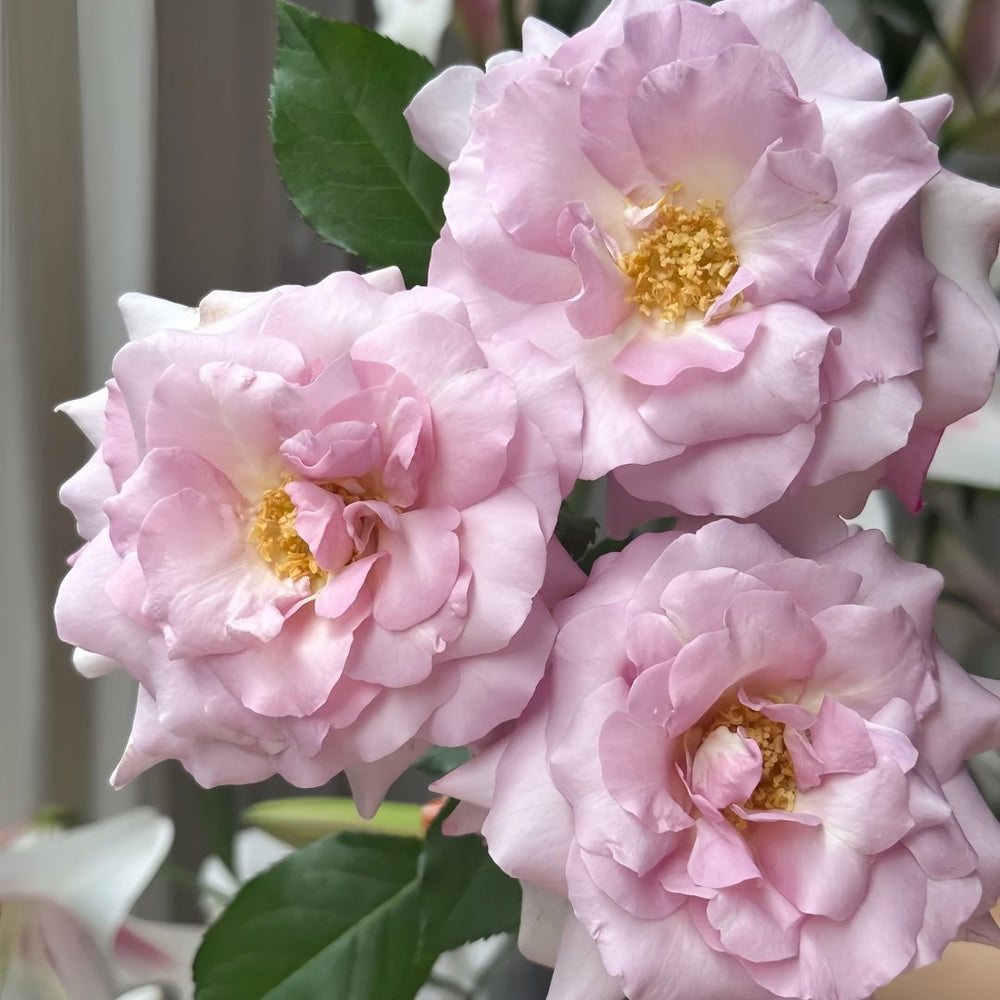 Lilac Beauty Rose Plant|丁香美人 image 1