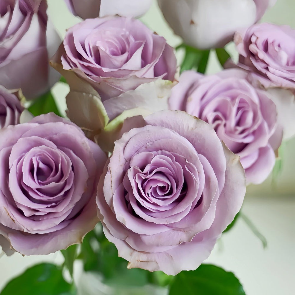 Grey Knights Rose Plant｜灰骑士 image 7