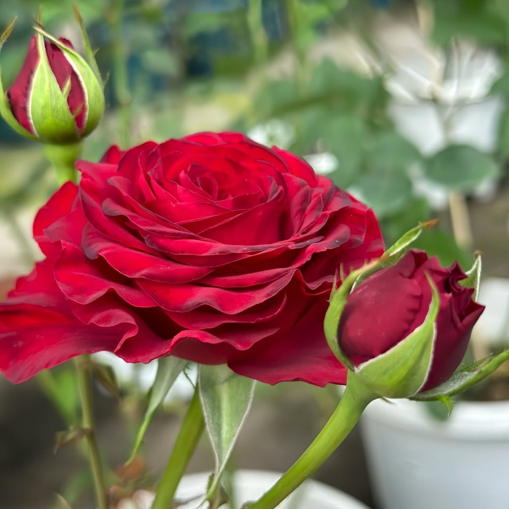 Black Pearl Rose Plant|黑珍珠 image 7