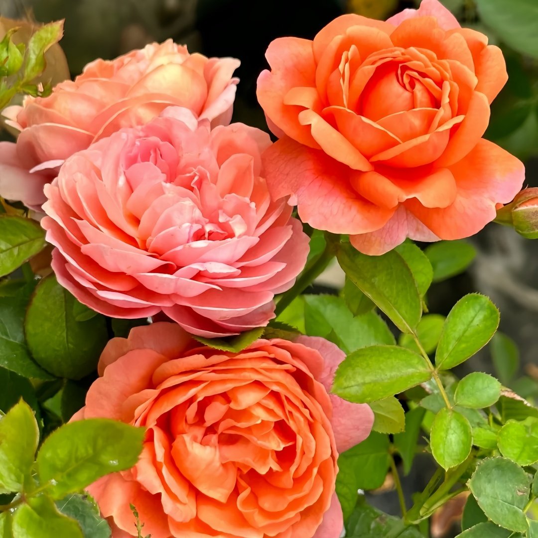 Yuge Rose Plant｜渔歌 image 5